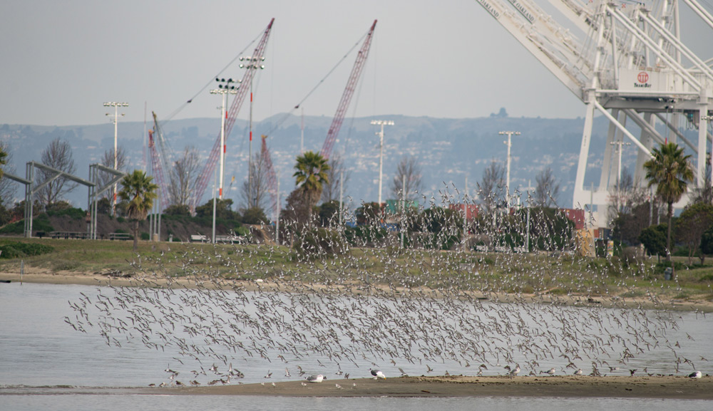 This photo of the Port of Oakland shows huge flocks of sanderlingss and dunlins (birds) taking off from a sandy area in the foreground. Behind them is a strip of water with a far sandy shore just behind. In the center of the picture are iron beam structures and electrical poles. Red cranes can be seen behind this followed by a misty hilly area in the far back.